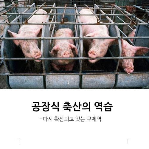 돼지를 먹는다는것은 | 인스티즈