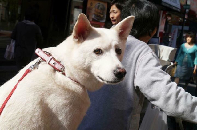 날 버렸던 전 주인이 귀여운 강아지를 품에 안고 있다 | 인스티즈