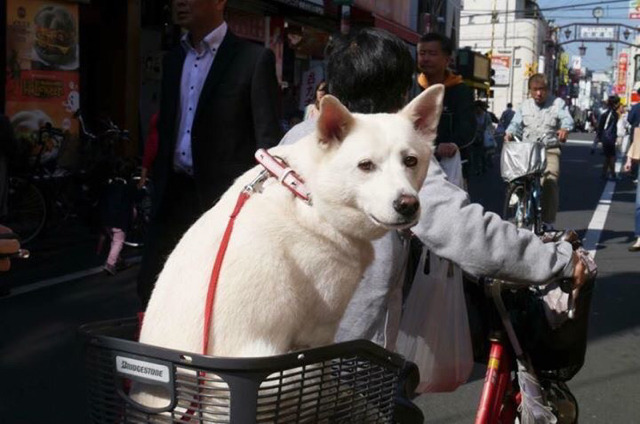 날 버렸던 전 주인이 귀여운 강아지를 품에 안고 있다 | 인스티즈