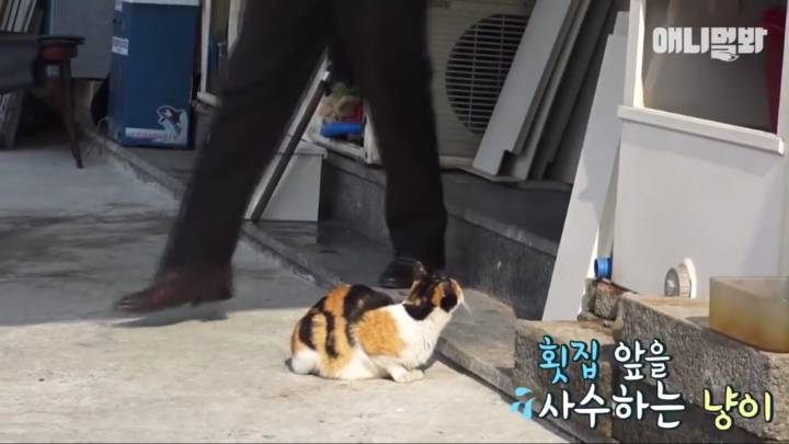 매일 회 받아가서 자식들 먹이는 엄마 고양이 | 인스티즈