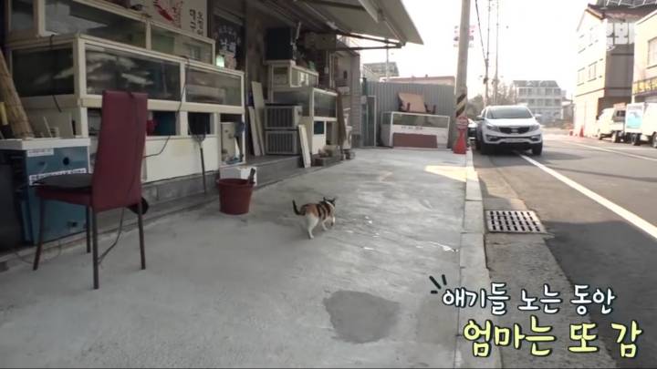 매일 회 받아가서 자식들 먹이는 엄마 고양이 | 인스티즈