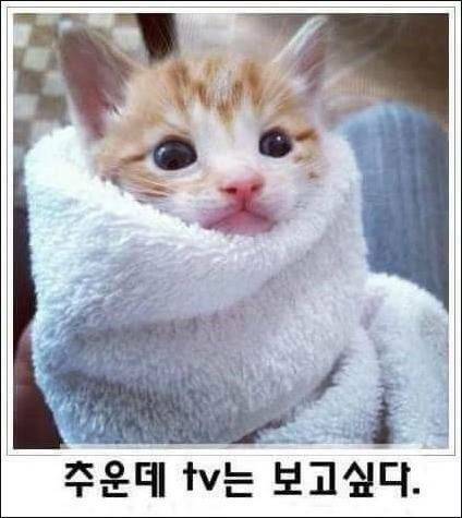 고양이 제목학원.jpg (고전짤) - 인스티즈(instiz) 인티포털 카테고리