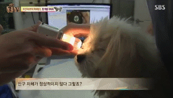 옆집 남자가 밤마다 강아지를 때리는 것 같아요 근데..gif | 인스티즈