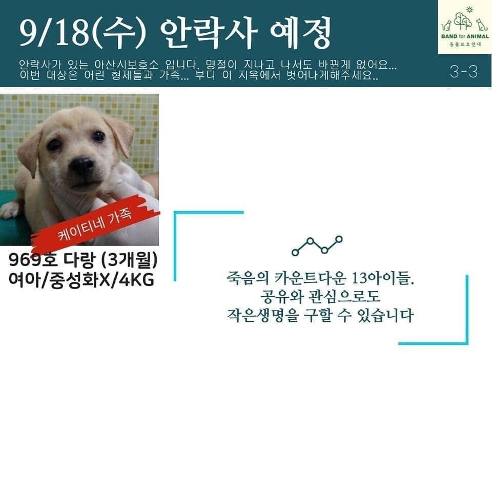 오늘 안락사 당하는 개들....입양자 급구...JPG | 인스티즈