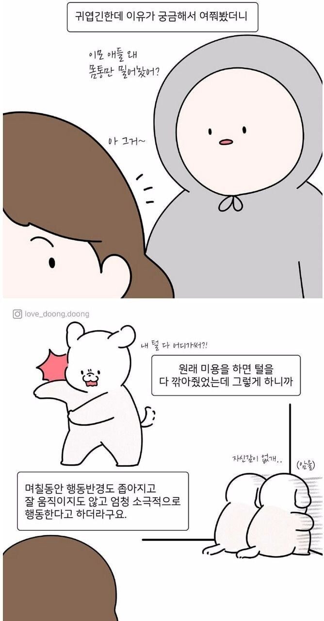 강아지 미용할 때 다리털만 안 미는 이유 - 인스티즈(instiz) 인티포털 카테고리