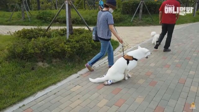 내일 아침 일찍 일어나서 동물농장 봐야하는 이유.jpg | 인스티즈