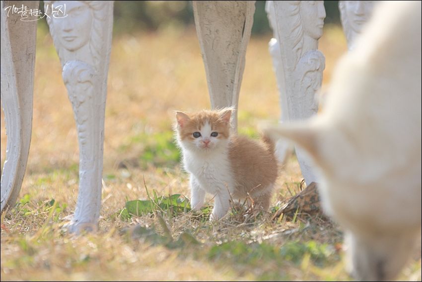 디씨에서 난리났던 마당에서 찍은 새끼 고양이 jpg | 인스티즈