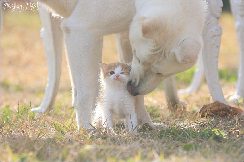 디씨에서 난리났던 마당에서 찍은 새끼 고양이 jpg | 인스티즈