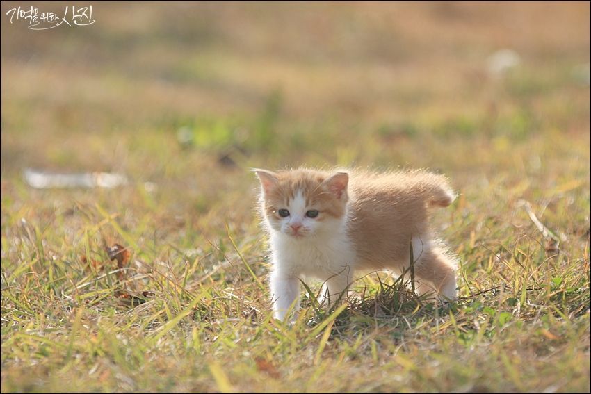 디씨에서 난리났던 마당에서 찍은 새끼 고양이 jpg | 인스티즈