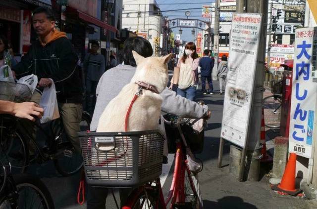 날 버렸던 전 주인이 귀여운 강아지를 품에 안고 있다 | 인스티즈