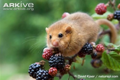 대박 깜찍하고 짱덕터지는 설치류 (rodent) 동물들 | 인스티즈