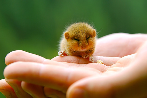 대박 깜찍하고 짱덕터지는 설치류 (rodent) 동물들 | 인스티즈