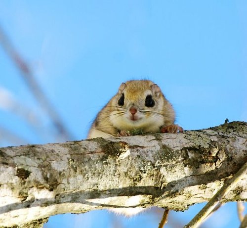 대박 깜찍하고 짱덕터지는 설치류 (rodent) 동물들 | 인스티즈