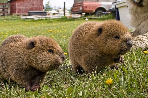 대박 깜찍하고 짱덕터지는 설치류 (rodent) 동물들 | 인스티즈