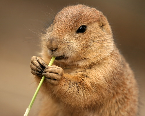 대박 깜찍하고 짱덕터지는 설치류 (rodent) 동물들 | 인스티즈