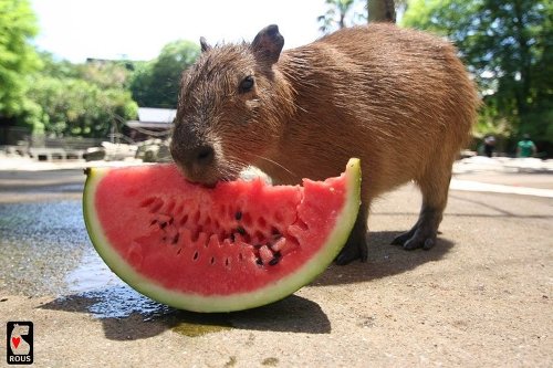 대박 깜찍하고 짱덕터지는 설치류 (rodent) 동물들 | 인스티즈