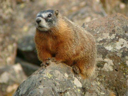 대박 깜찍하고 짱덕터지는 설치류 (rodent) 동물들 | 인스티즈