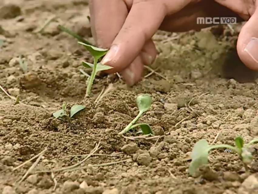 생존능력 쩔고 회복탄력성 미친 드라마 주인공.jpg | 인스티즈