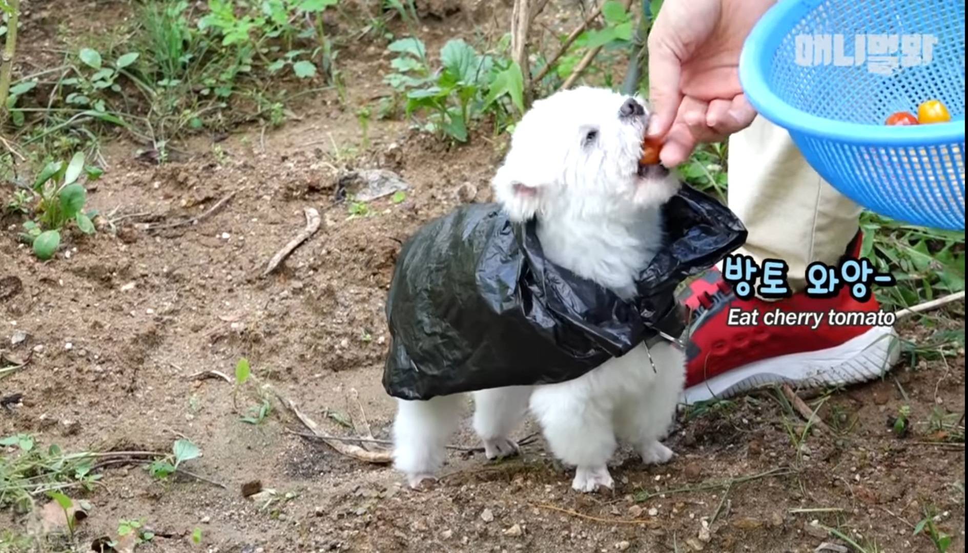 하이파이브랑 브이가 5년째 헷갈리는 강아지 | 인스티즈