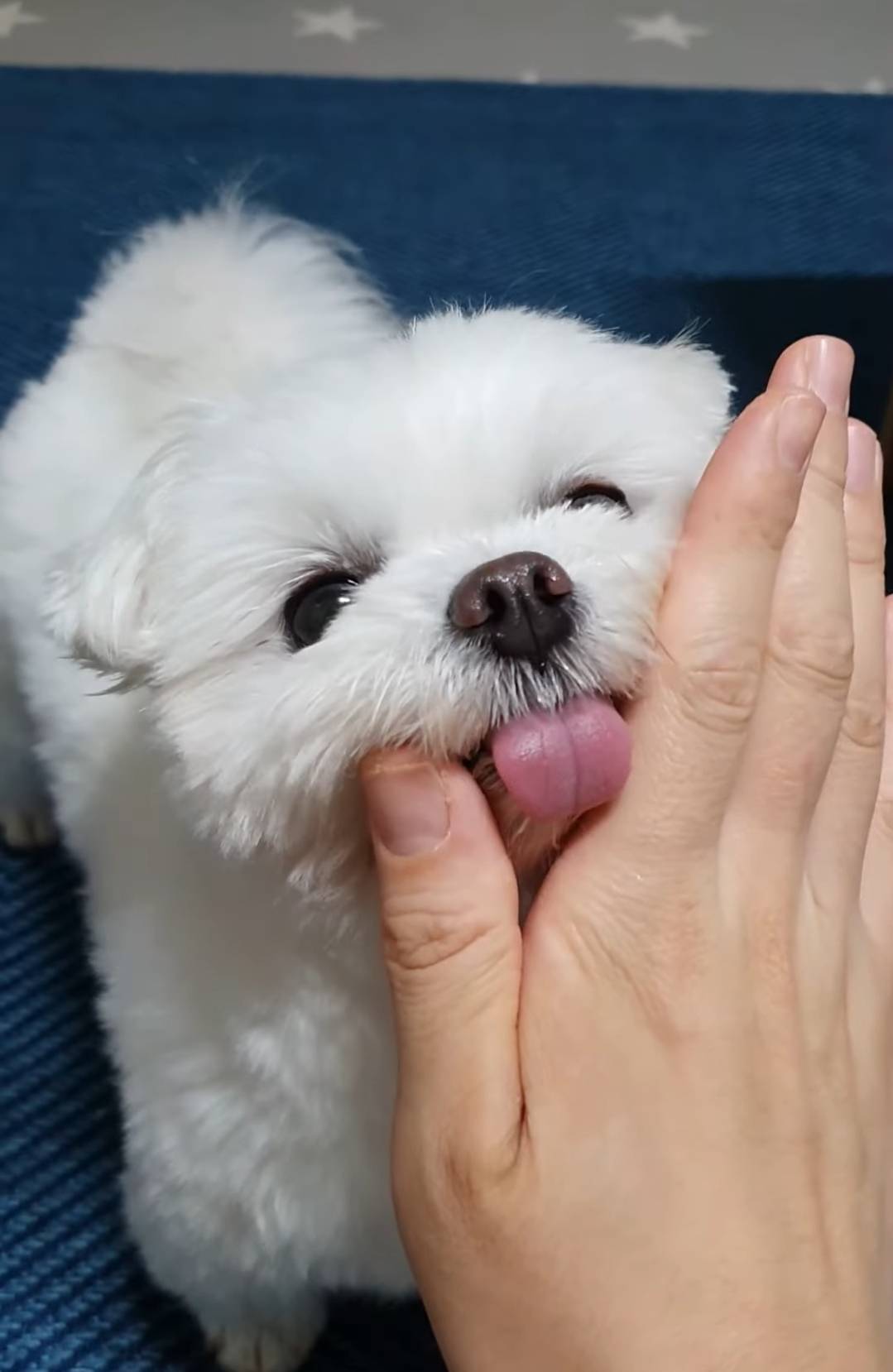 하이파이브랑 브이가 5년째 헷갈리는 강아지 | 인스티즈