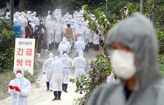 [속보] 경기도 연천서 아프리카돼지열병 의심 신고 | 인스티즈