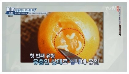 초파리가 저절로 생기는 이유 (경고 : 읽고 후회할수도 있음) | 인스티즈