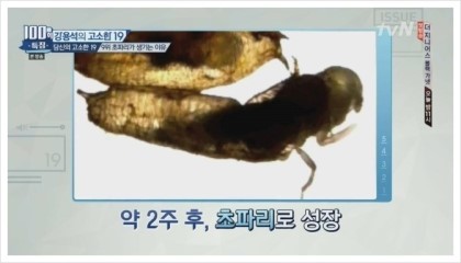 초파리가 저절로 생기는 이유 (경고 : 읽고 후회할수도 있음) | 인스티즈