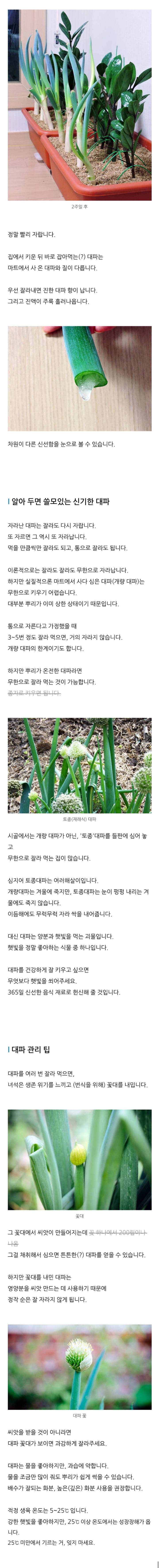 집에서 대파 키우기.jpg | 인스티즈