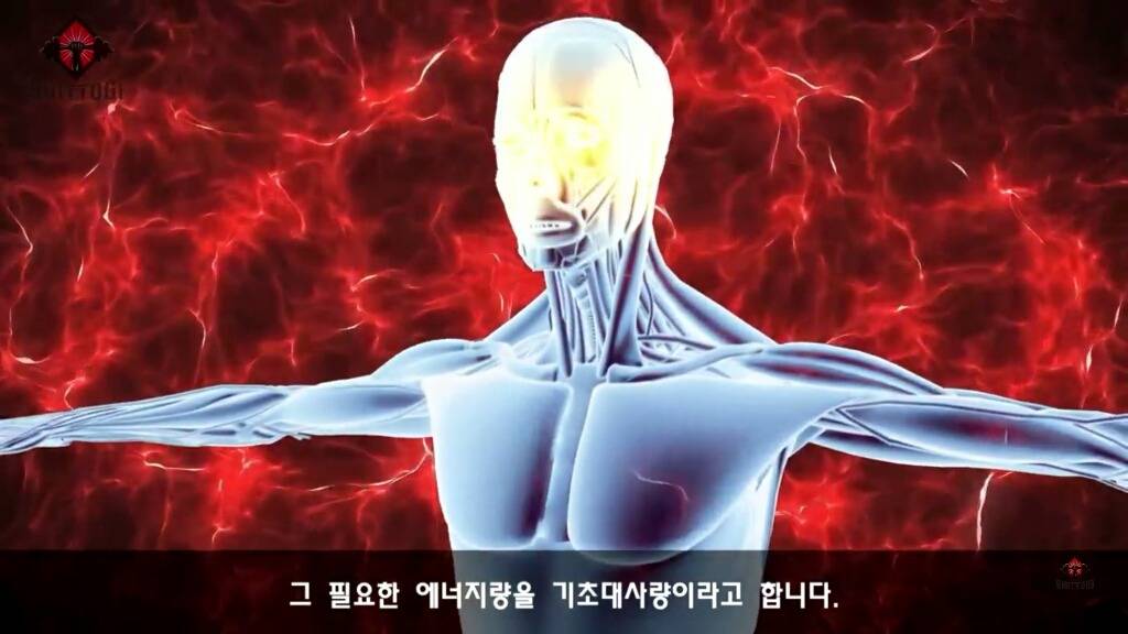 우리가 몰랐던 기초대사량의 진실 | 인스티즈