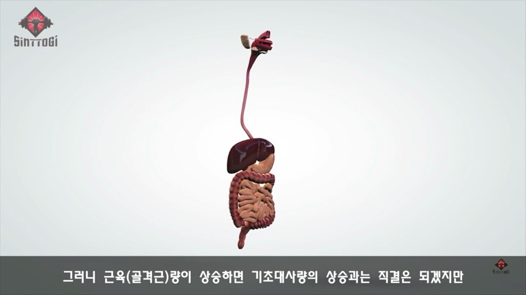 우리가 몰랐던 기초대사량의 진실 | 인스티즈