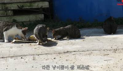 길냥이가 사람에게 마음의 문을 여는 과정 | 인스티즈