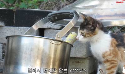 길냥이가 사람에게 마음의 문을 여는 과정 | 인스티즈