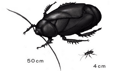 DNA구조로 밝혀진 고대 바퀴벌레 크기.jpg | 인스티즈
