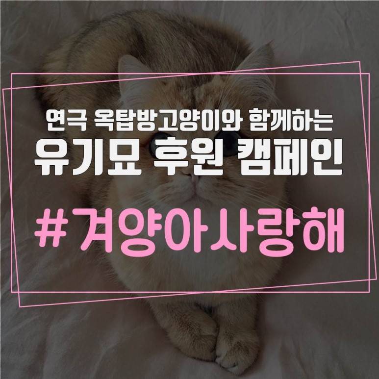 스트레이키즈 리노가 키우는 고양이 세마리.jpg | 인스티즈