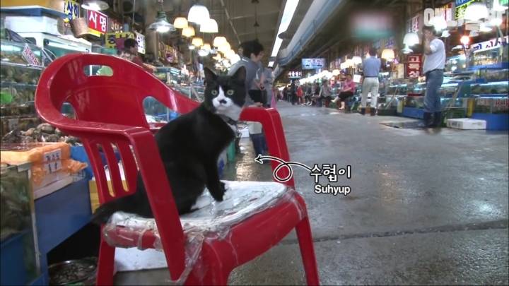 [TV동물농장] 생선가게 지키는 고양이, 수협이 | 인스티즈