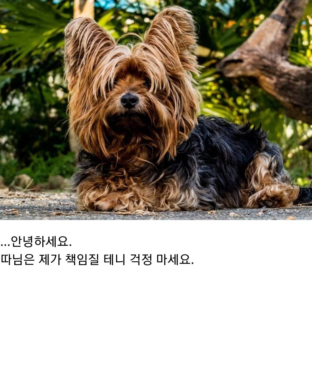 언니 나 사랑하는 개가 생겼어... 그 오빠랑 결혼하고 싶어 | 인스티즈