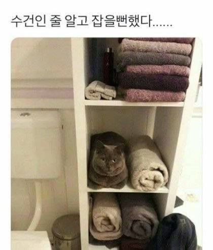 지하철인데 어떤 강아지가 자꾸 에어드랍으로 자기 셀카를 보냄.jpg | 인스티즈