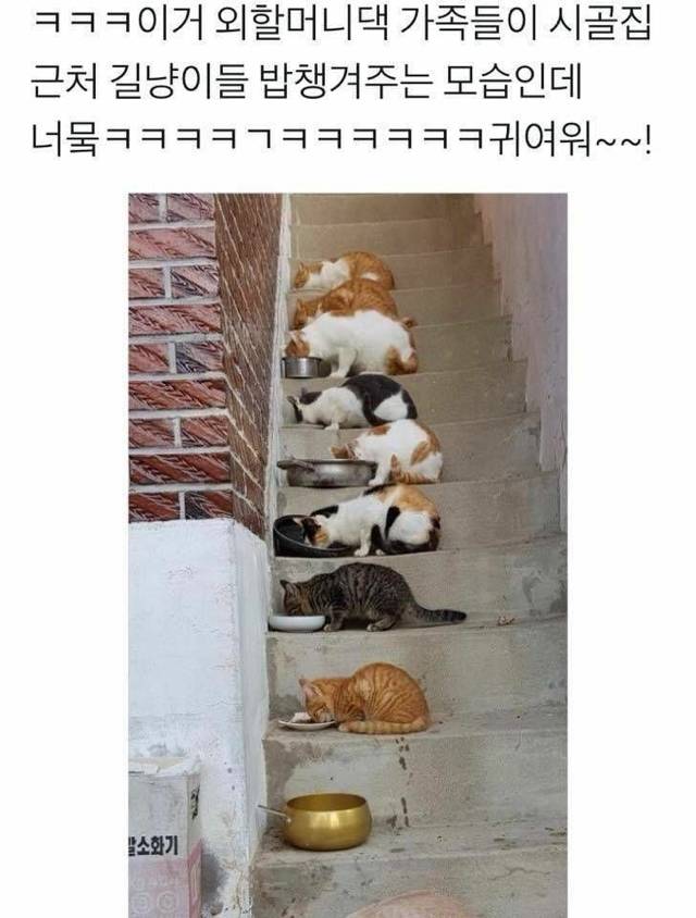 지하철인데 어떤 강아지가 자꾸 에어드랍으로 자기 셀카를 보냄.jpg | 인스티즈