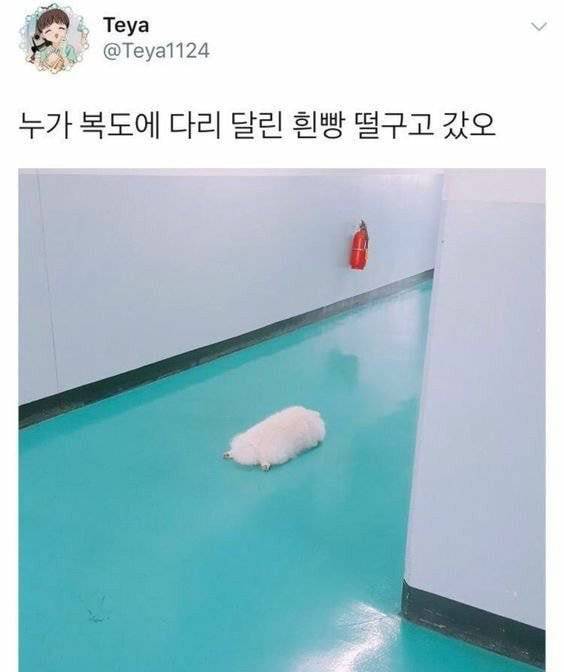 지하철인데 어떤 강아지가 자꾸 에어드랍으로 자기 셀카를 보냄.jpg | 인스티즈