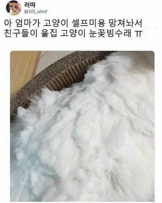 지하철인데 어떤 강아지가 자꾸 에어드랍으로 자기 셀카를 보냄.jpg | 인스티즈