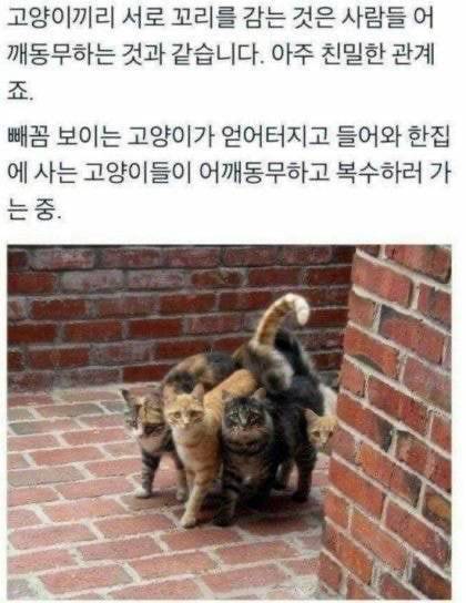 지하철인데 어떤 강아지가 자꾸 에어드랍으로 자기 셀카를 보냄.jpg | 인스티즈