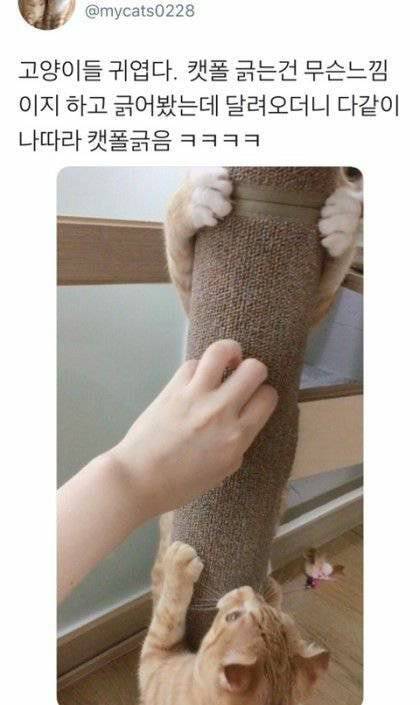 지하철인데 어떤 강아지가 자꾸 에어드랍으로 자기 셀카를 보냄.jpg | 인스티즈