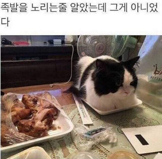 지하철인데 어떤 강아지가 자꾸 에어드랍으로 자기 셀카를 보냄.jpg | 인스티즈