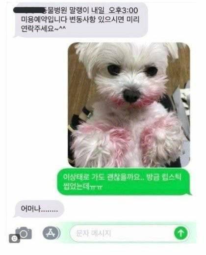 지하철인데 어떤 강아지가 자꾸 에어드랍으로 자기 셀카를 보냄.jpg | 인스티즈