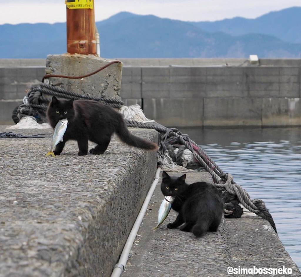 섬고양이들은 어부들에게 물고기를 받아온다 🐟🐈 | 인스티즈