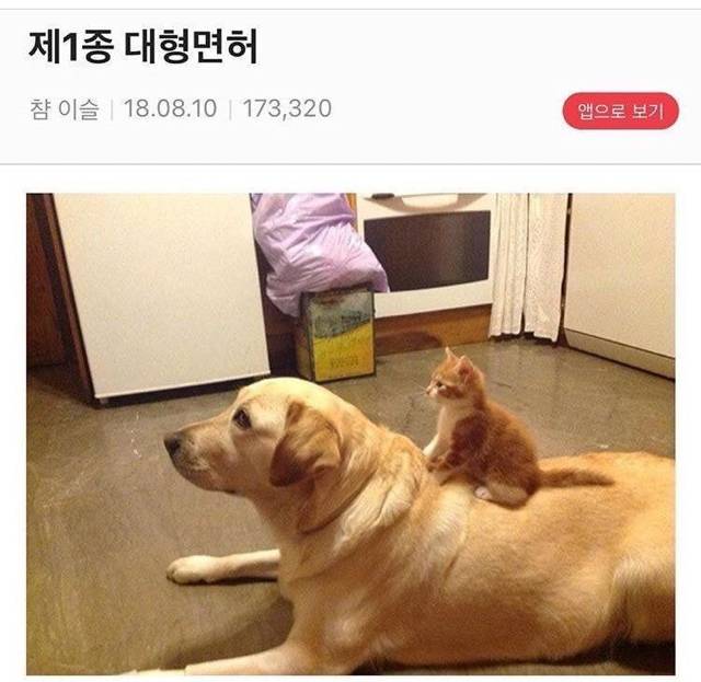 지하철인데 어떤 강아지가 자꾸 에어드랍으로 자기 셀카를 보냄.jpg | 인스티즈