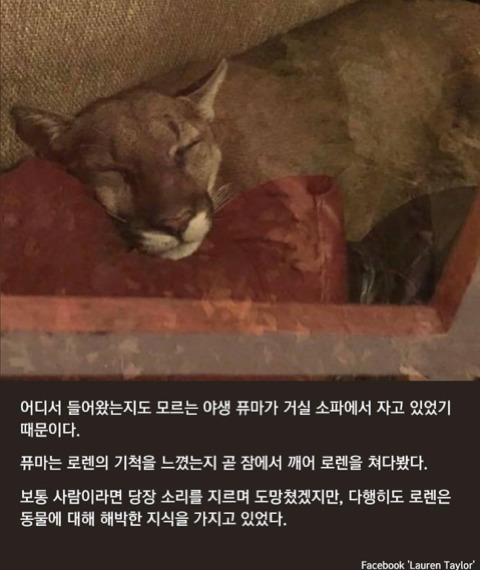 집에 들어온 야생 퓨마와 눈 마주치자 눈키스로 목숨 구한 여성 | 인스티즈