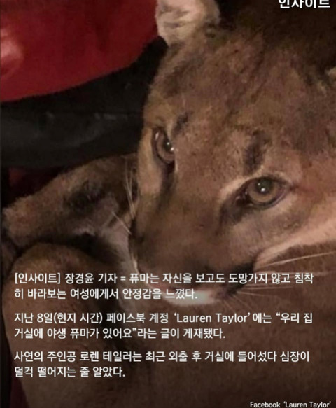 집에 들어온 야생 퓨마와 눈 마주치자 눈키스로 목숨 구한 여성 | 인스티즈