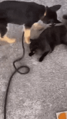 nokbeon.net-고양이 암살 시도하는 강아지.gif-1번 이미지