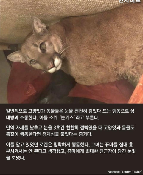 집에 들어온 야생 퓨마와 눈 마주치자 눈키스로 목숨 구한 여성 | 인스티즈